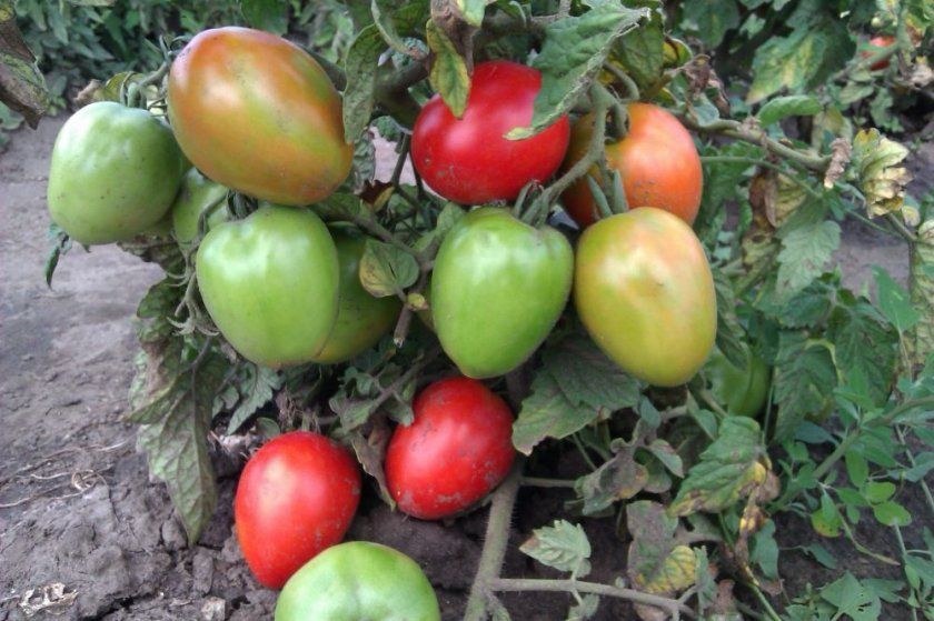 Вирощування томата Буян