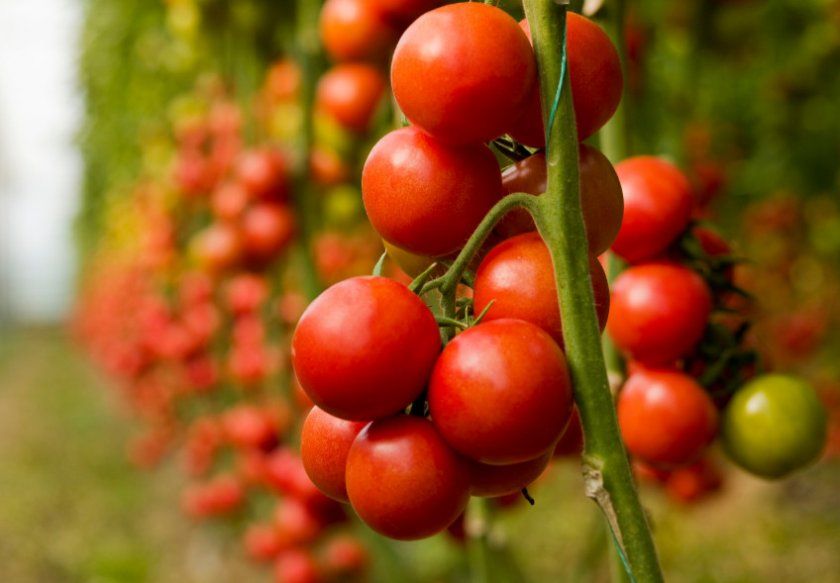 Урожай помідорів сорту Дубок