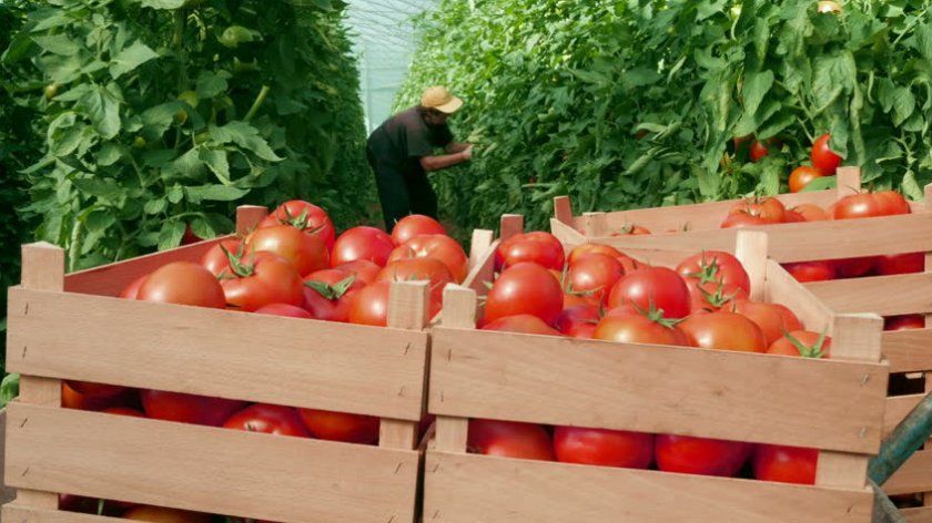 Збір врожаю помідорів Дубок