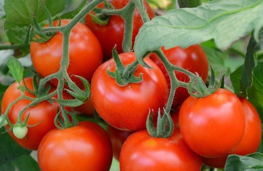 Сорт помідорів «Сусідська заздрість»