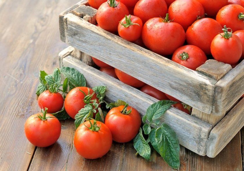 Урожай помідорів сорту «Сусідська заздрість»