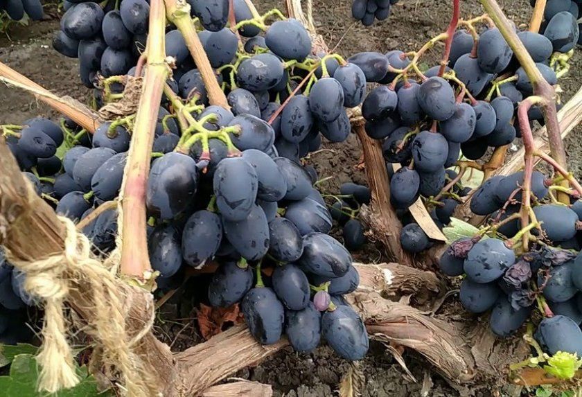 Вирощування винограду сорту чарли