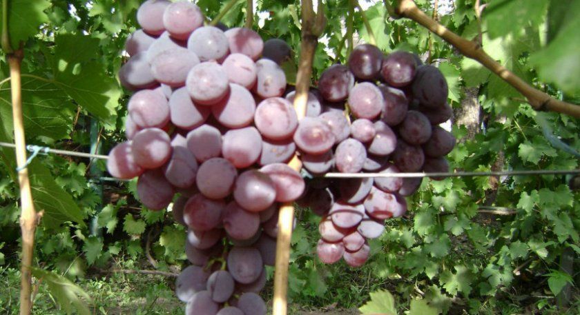 Сорт винограду Фавор