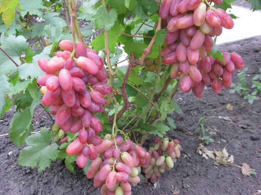 Кисті і ягоди винограду сорту юліан