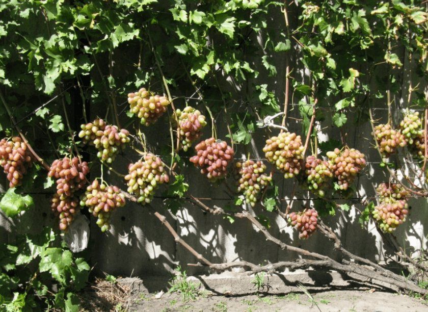 Вибір місця для посадки винограду юліан