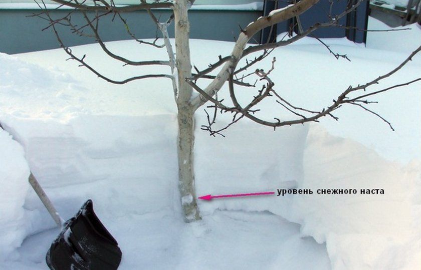 Сніг на стовбурі дерева