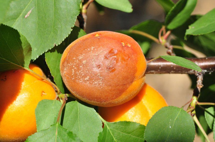 моніліоз абрикосів