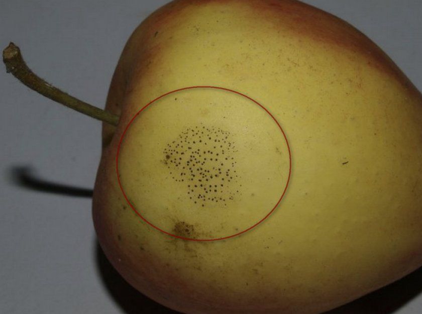 Ознаки мухоседа на яблуці