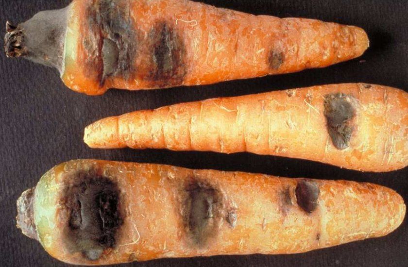 Бактеріальна гниль моркви