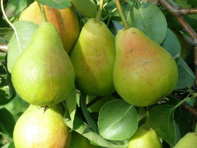 Урожай груші Ліра