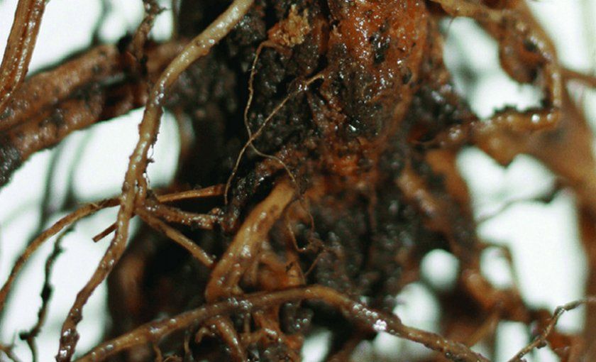 Загнивання коренів при фітофторозних гнилі рододендрона