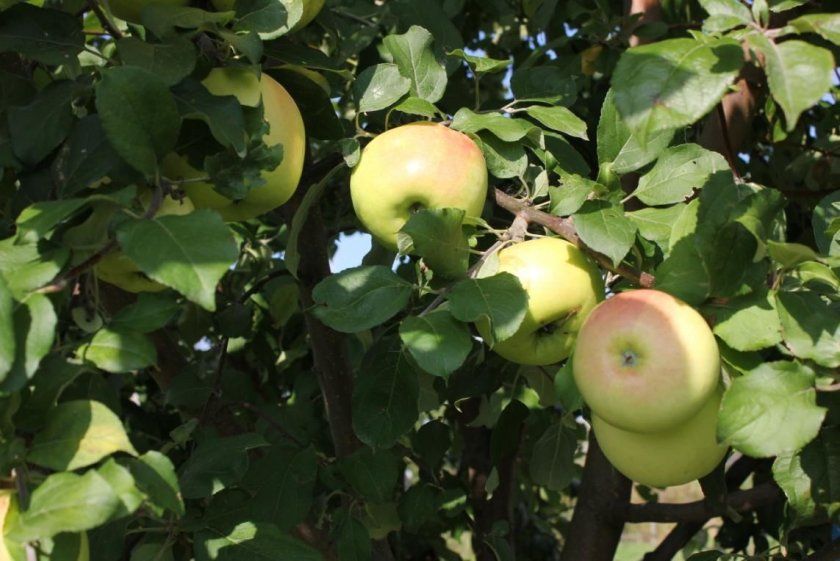 Урожайність яблуні сорту Брянське золотисте