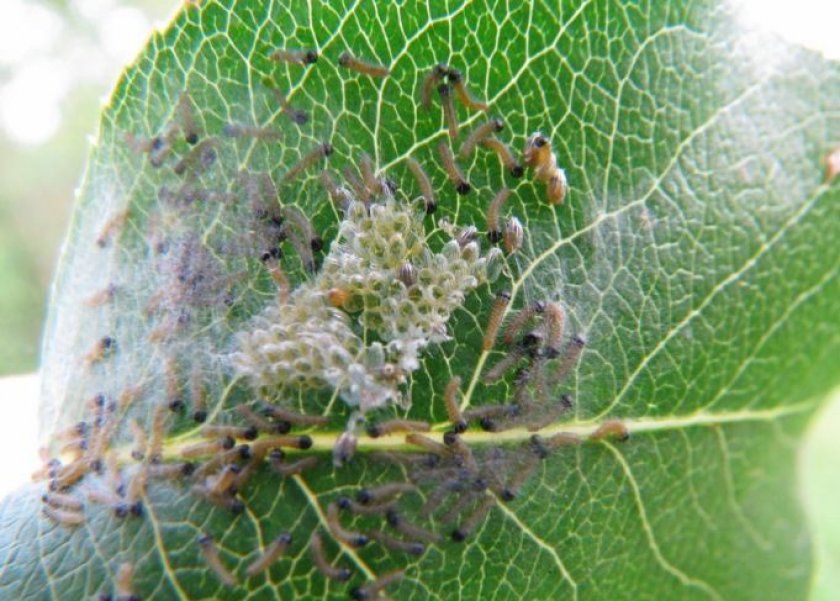 Личинки бояришници на листку