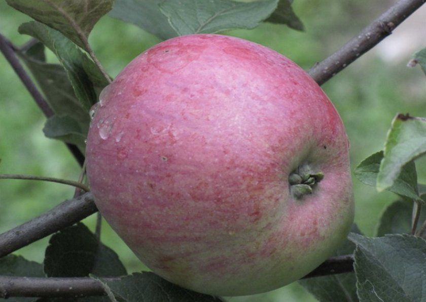 Яблуко Осіння радість