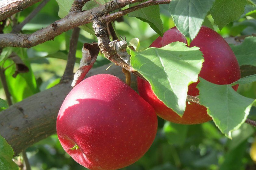 Плодоношення яблуні Пепин шафранний