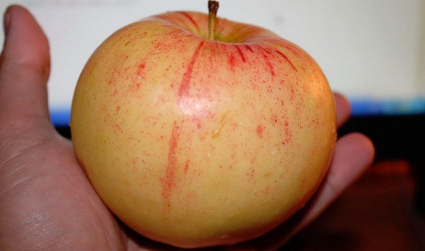 яблуня Болотовскому