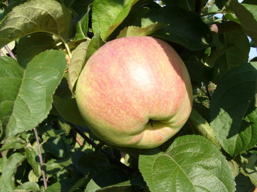 Переваги яблуні сорту Вербну