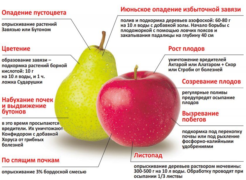 Правила догляду за яблунею