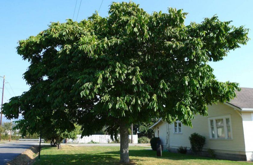 Дерево маньчжурського горіха