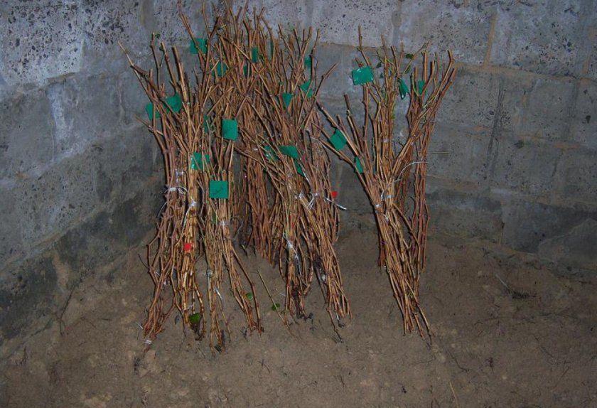 Зберігання саджанців малини в підвалі