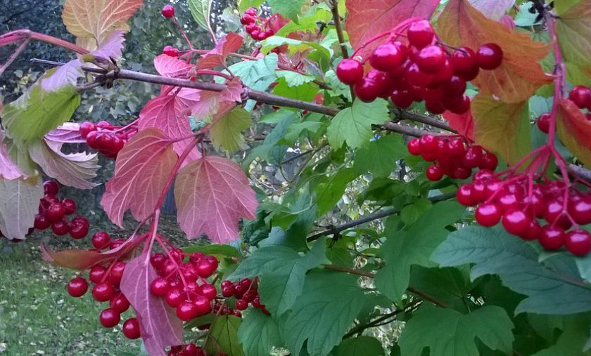 Плоди і листя калини Тайгові рубіни