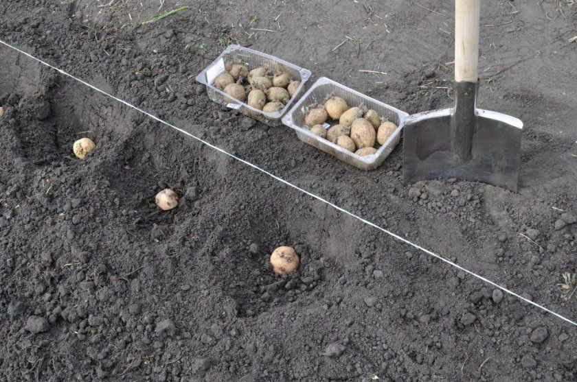 Гладкий метод висадки картоплі