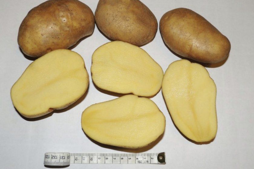 Картопля Тулеевск