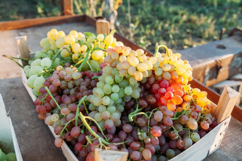 Збір столових сортів винограду