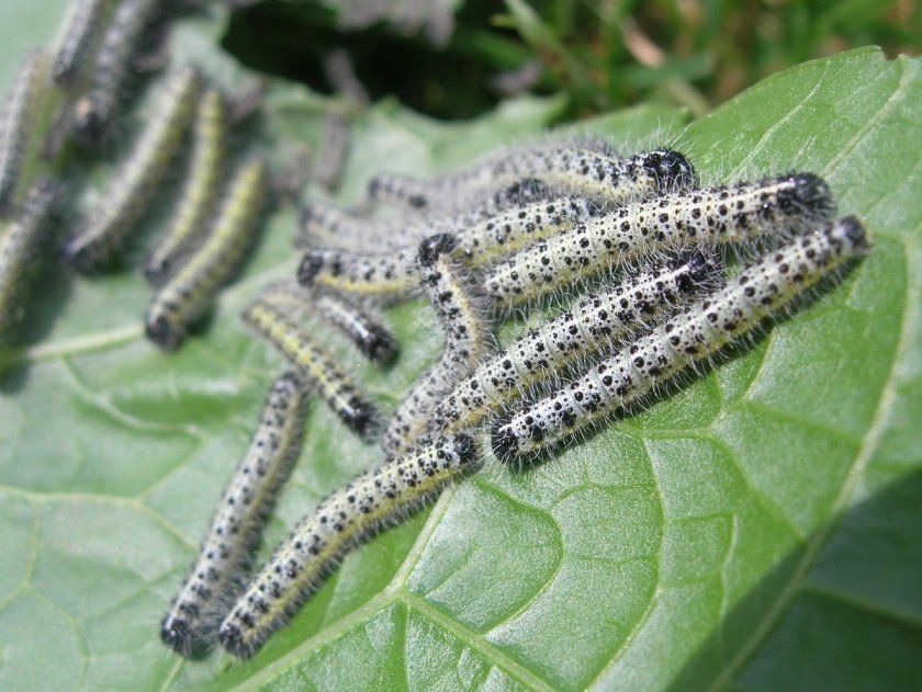 Гусениці метелика-капустянки