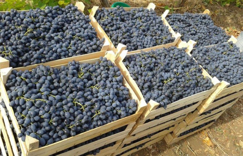 Зберігання винограду в ящиках