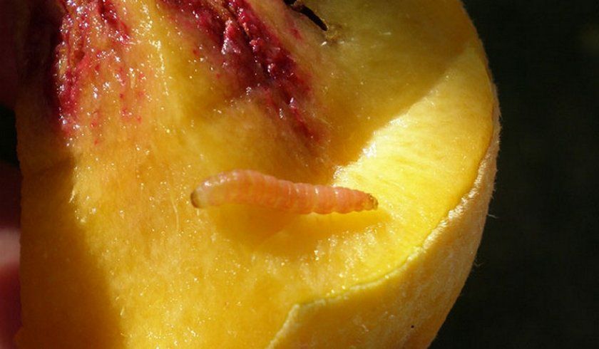 Плодожерка в персику