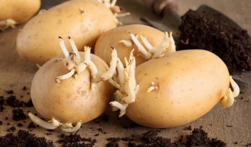 пророщування картоплі