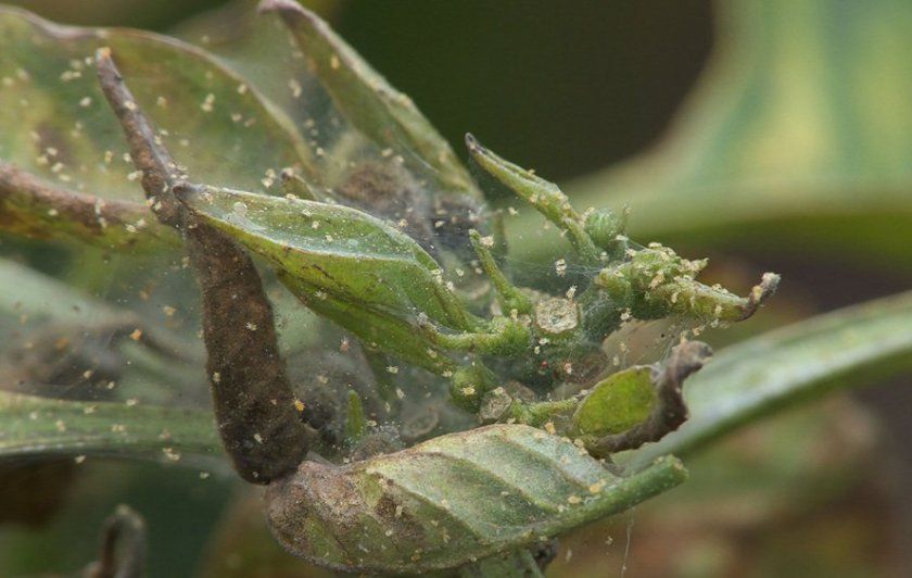 Павутинний кліщ на листках рододендрона