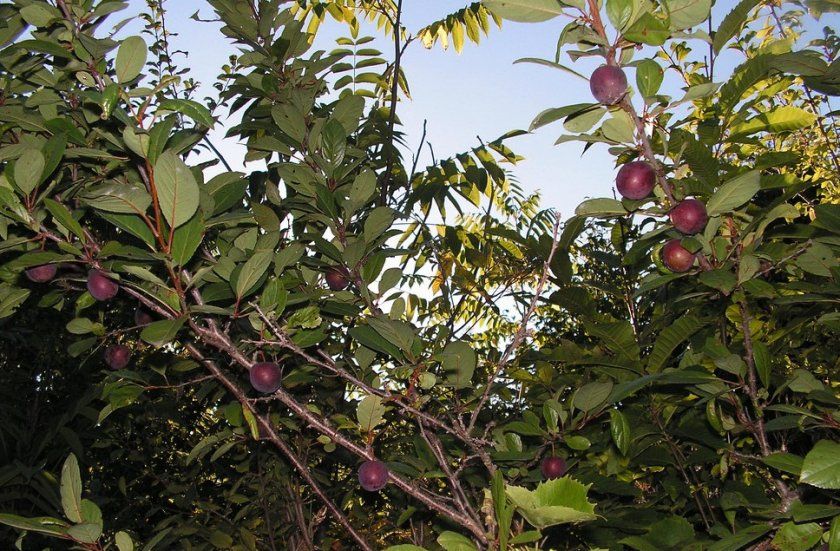 Сливово-вишневий гібрид Гайавата