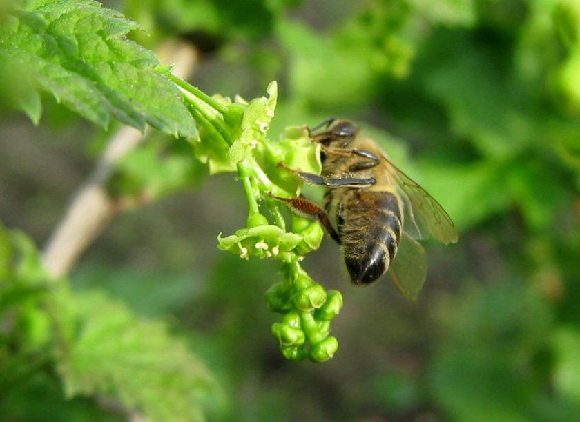Запилення смородини бджолами