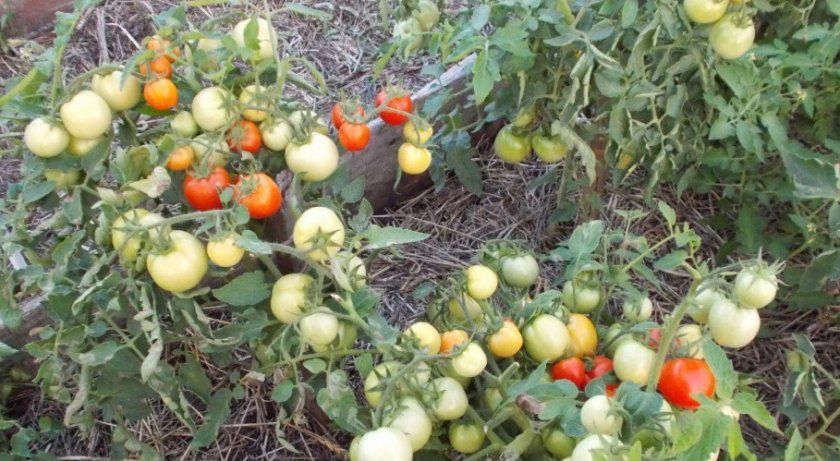 Сорт томата Мабуть-невидимо