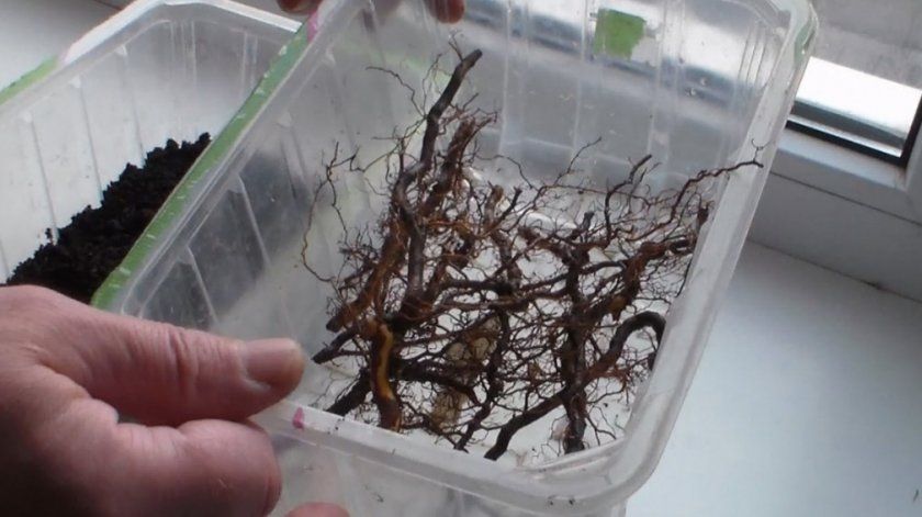 Розмноження малини живцюванням коренів