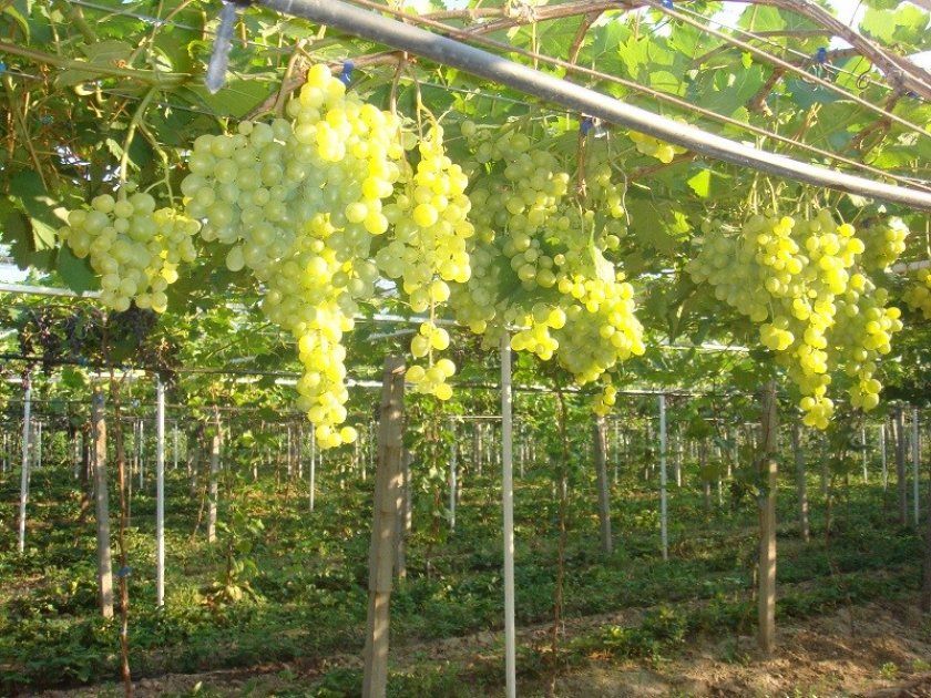 Особливості вирощування винограду супер екстра