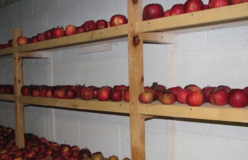 Зберігання яблук на стелажах