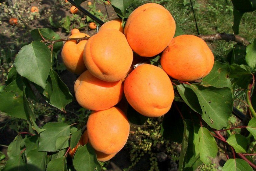 абрикоси Харгранд