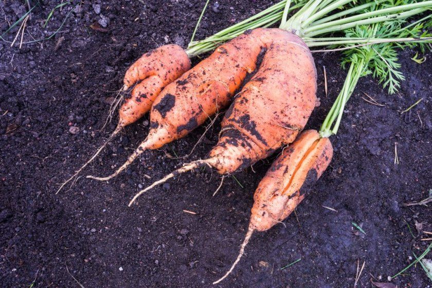 тріснута морква