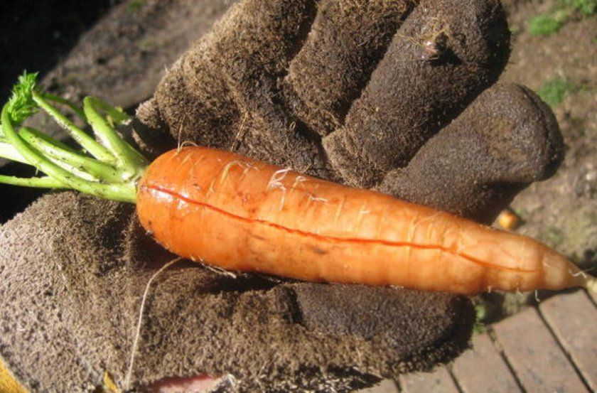 Чому морква тріскається на грядці