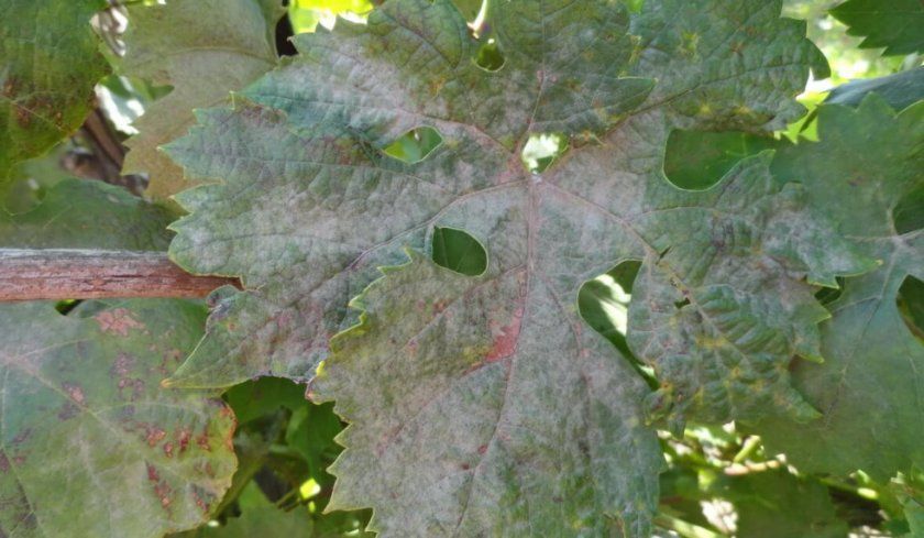 Пошкодження листя оїдіумом