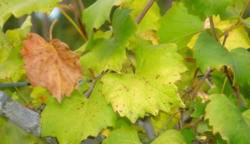 Жовтіють листя у винограду