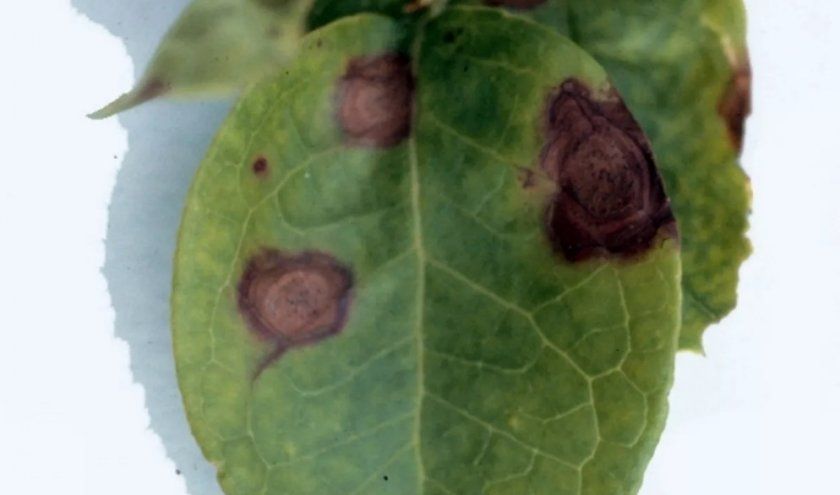 Філлостіктозноя плямистість листя лохини