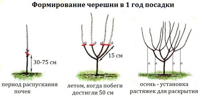 Обрезка молодой черешни. Черешня формирование кроны испанский куст. Формировка черешни испанский куст. Обрезка черешни весной схема. Черешня формировка испанский куст схема.