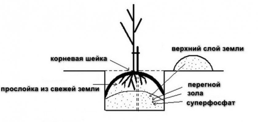 Схема посадки грушевого саджанця
