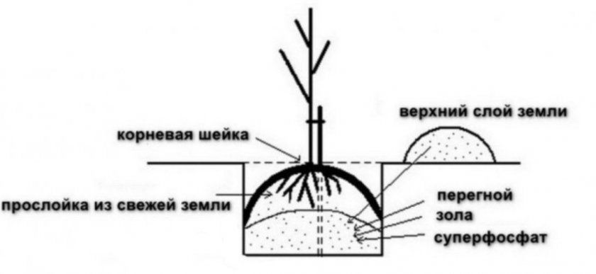 Схема посадки саджанця груші