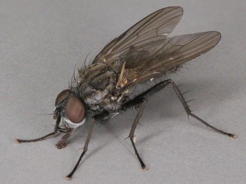 Весняна капустяна муха