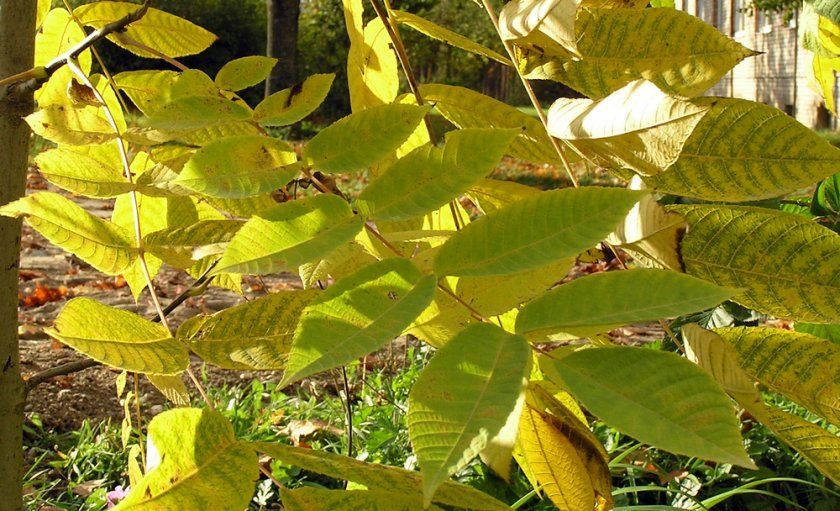Пожовкле листя у маньчжурського горіха